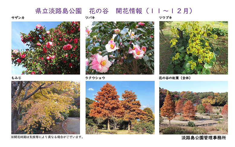 2023_11月～12月の開花情報【淡路島公園】 のコピー