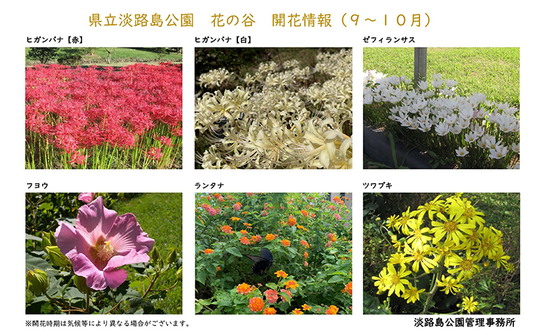 2024_9月～10月の開花情報【淡路島公園】_-