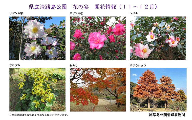 2024_11月～12月の開花情報【淡路島公園】