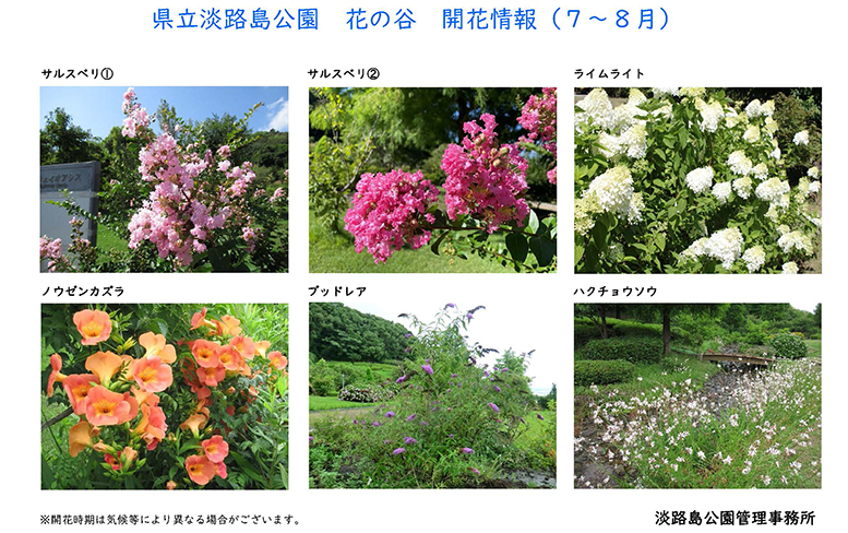 2025_7月～8月の開花情報【淡路島公園】
