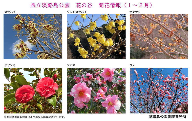 2026１月～２月の開花情報_【淡路島公園】