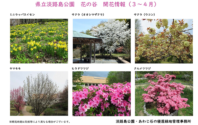 2026_３月～４月の開花情報【淡路島公園】